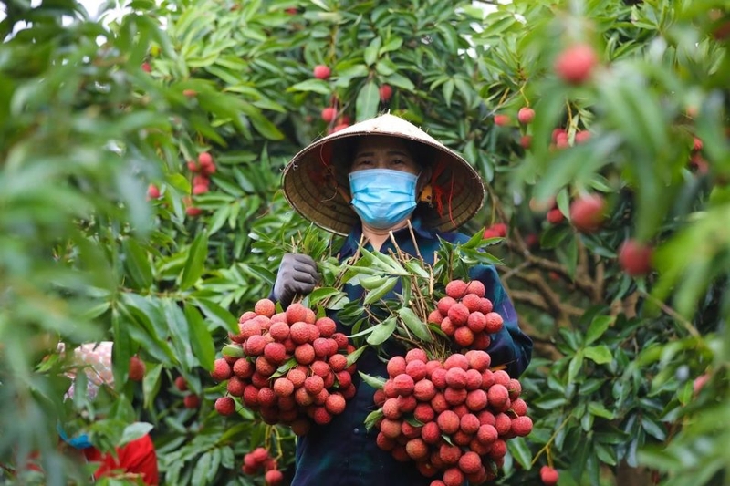 Cách chọn và bảo quản vải thiều