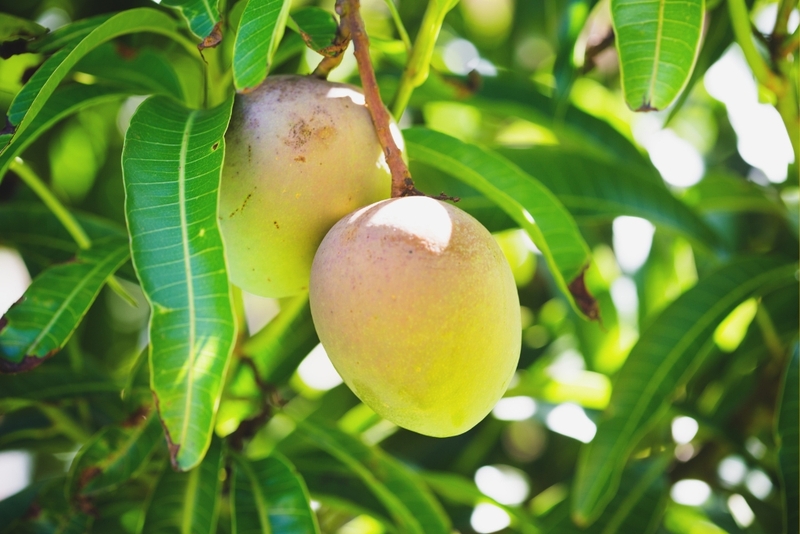 văn tả cây xoài lớp 4 ngắn gọn 2