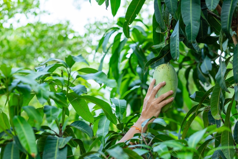 văn tả cây xoài lớp 4 ngắn gọn 3