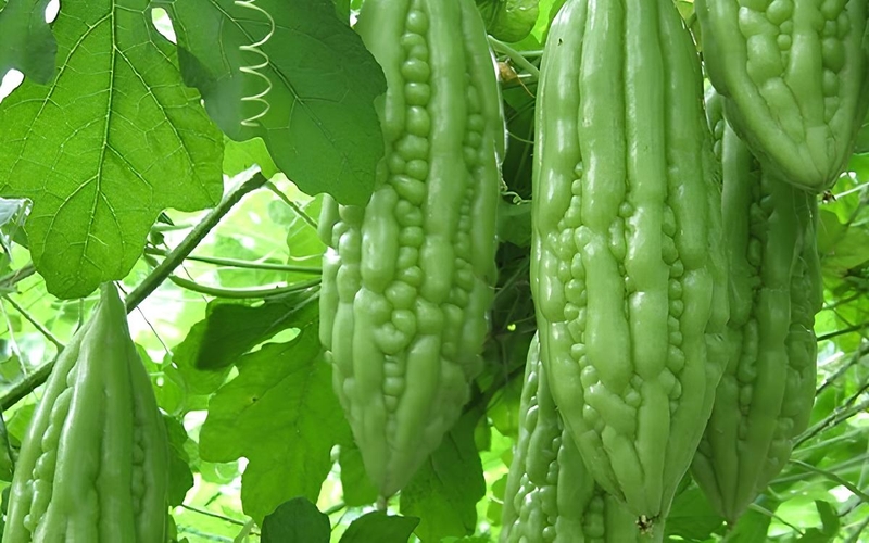 Vị của mướp đắng nằm ở đâu? 7