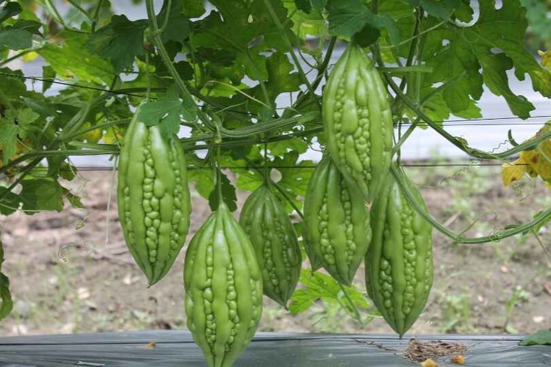 Vị của mướp đắng nằm ở đâu? 8