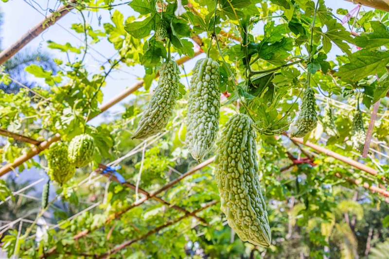 Vị của mướp đắng nằm ở đâu? 9