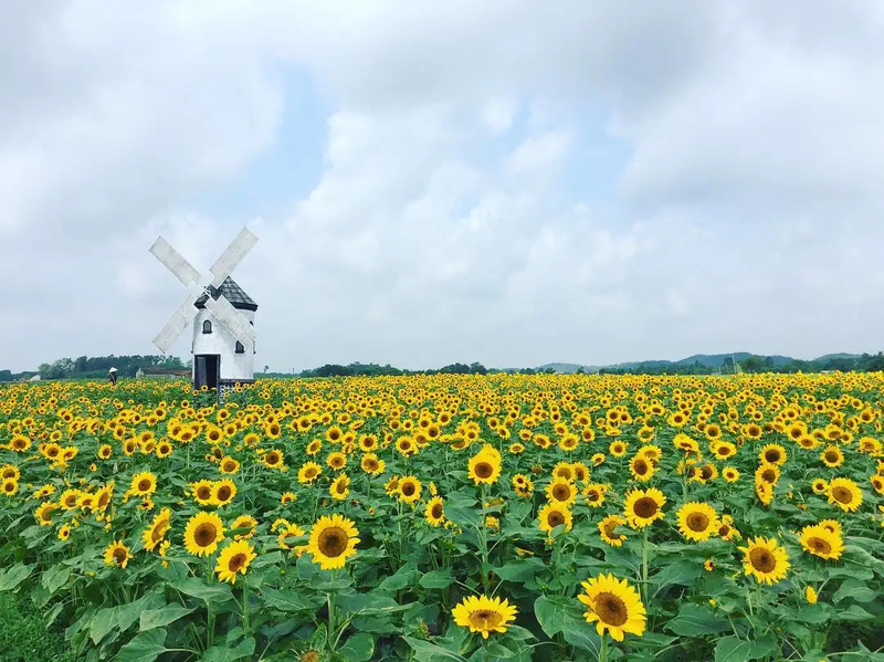 Cánh đồng hoa hướng dương