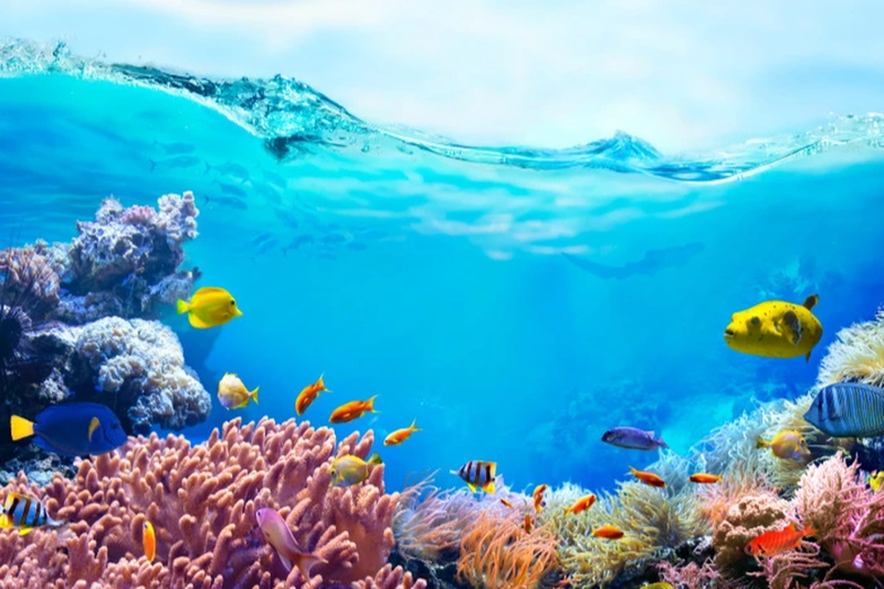 bai mau viet thu upu