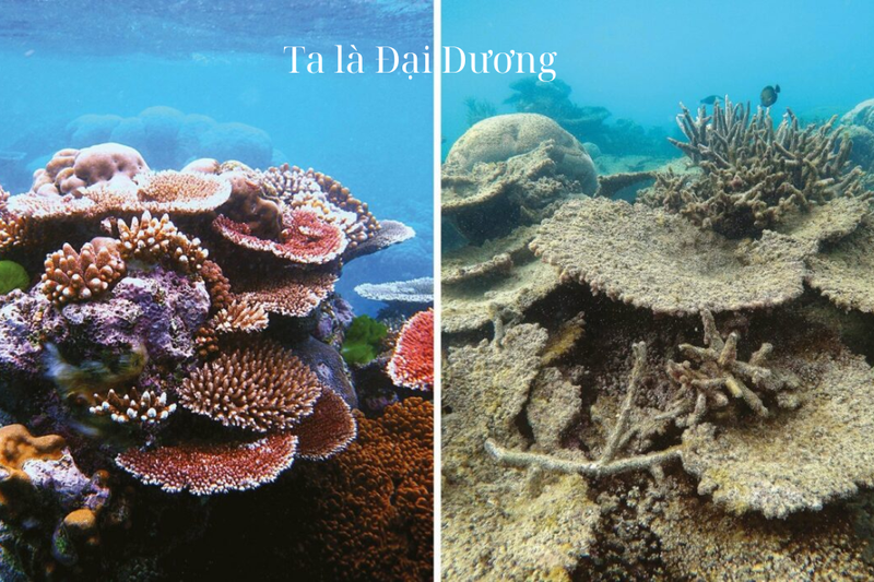 Viết thư UPU lần thứ 54 tưởng tượng bạn là đại dương (3)