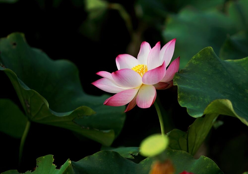 Vô thường là gì 6