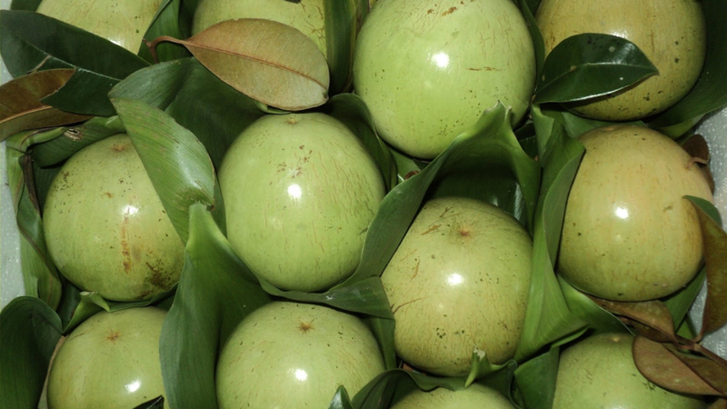 Vú sữa bao nhiêu calo 3
