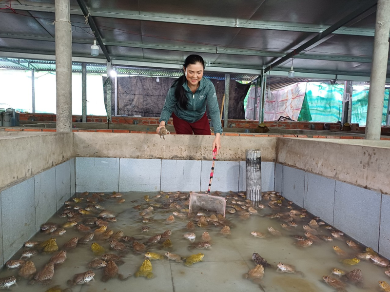 xã Long Hồ của Vĩnh Long 4.png