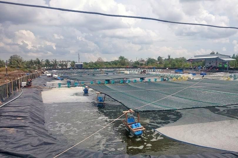 xã Tân Thuận của Cà Mau 4.jpg