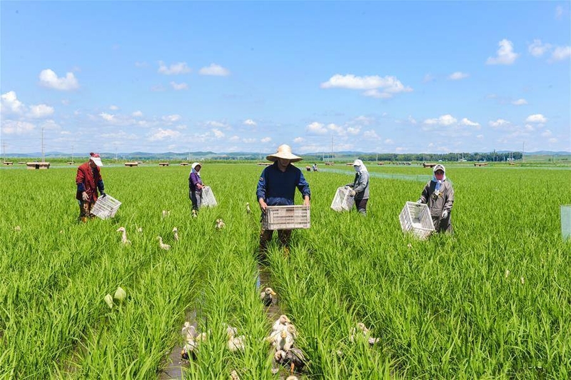 xã Thanh Bình của Đồng Tháp 4.jpg