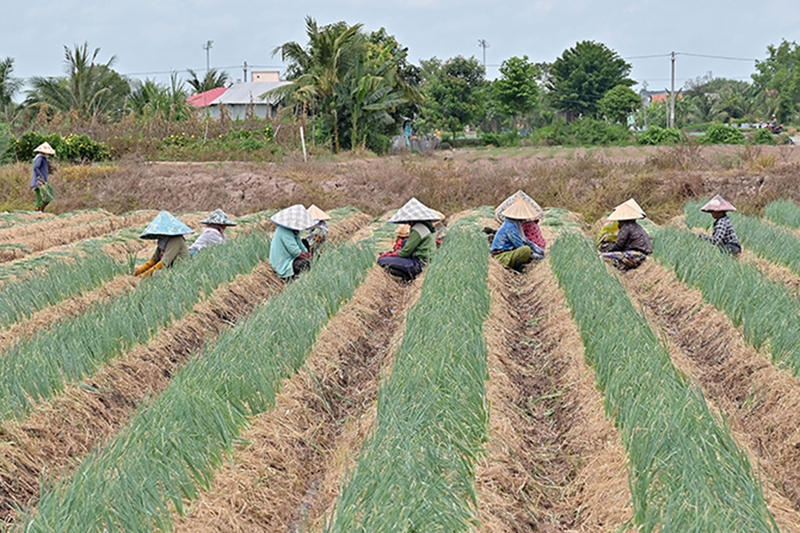 Xã Bình Thạnh của An Giang 1