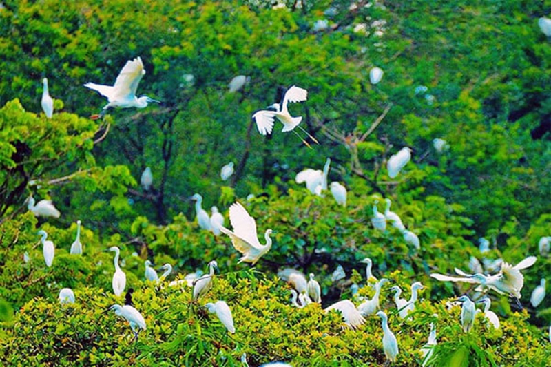Xã Đầm Dơi của Cà Mau 3