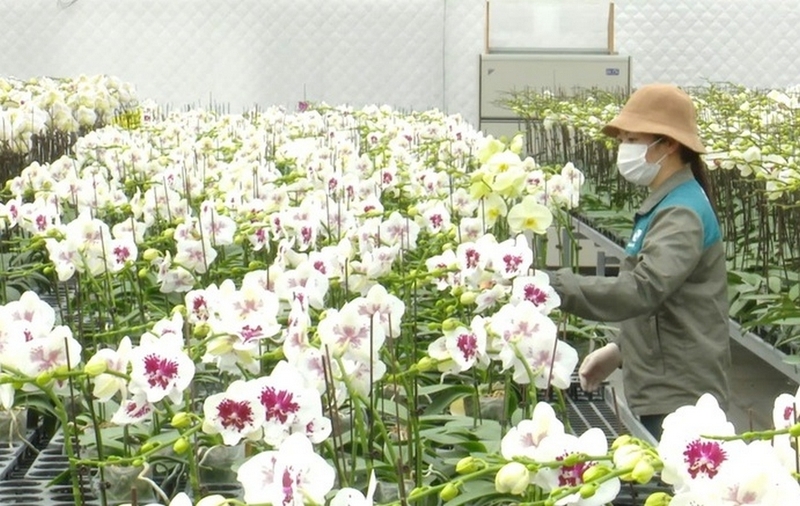 xã đan phượng ảnh 4