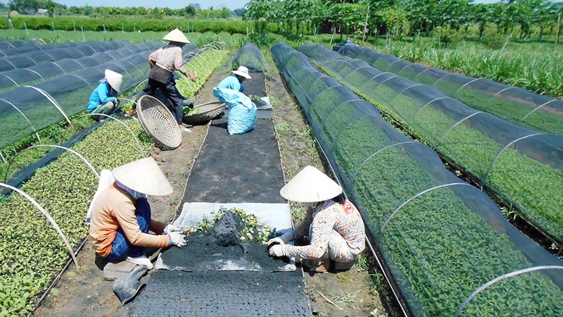 Xã Long Giang của An Giang sau sáp nhập 5