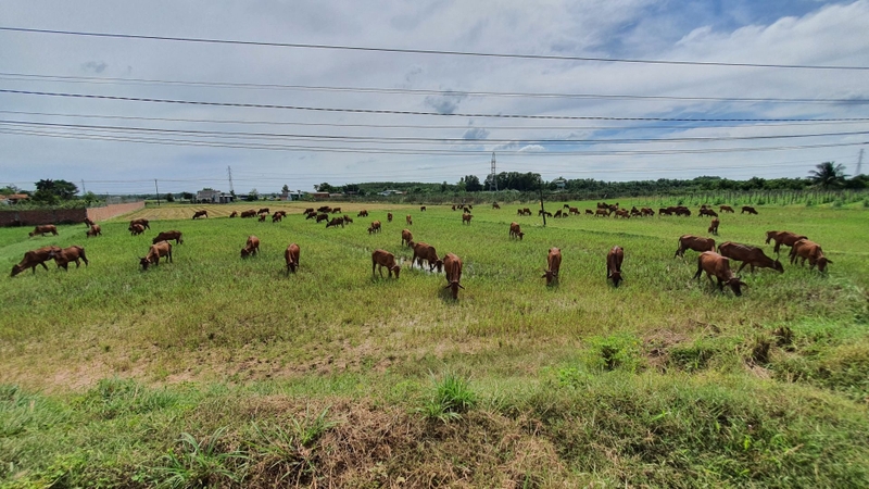 Xã Long Giang của Tây Ninh sau sáp nhập 3