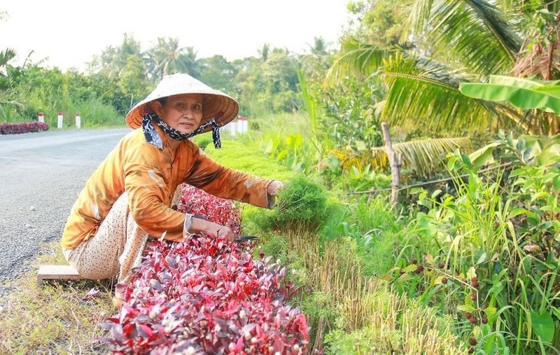 xã Mỹ Lộc của Vĩnh Long ảnh 3