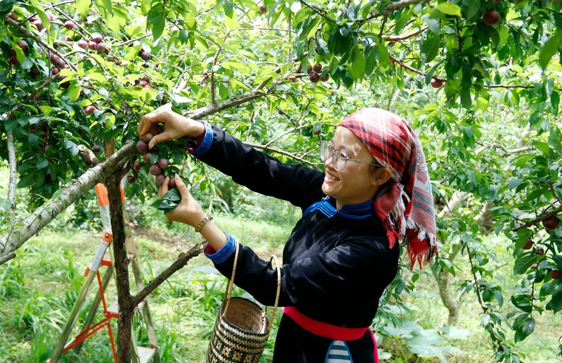 xã phường mới của Lào Cai 3.jpg