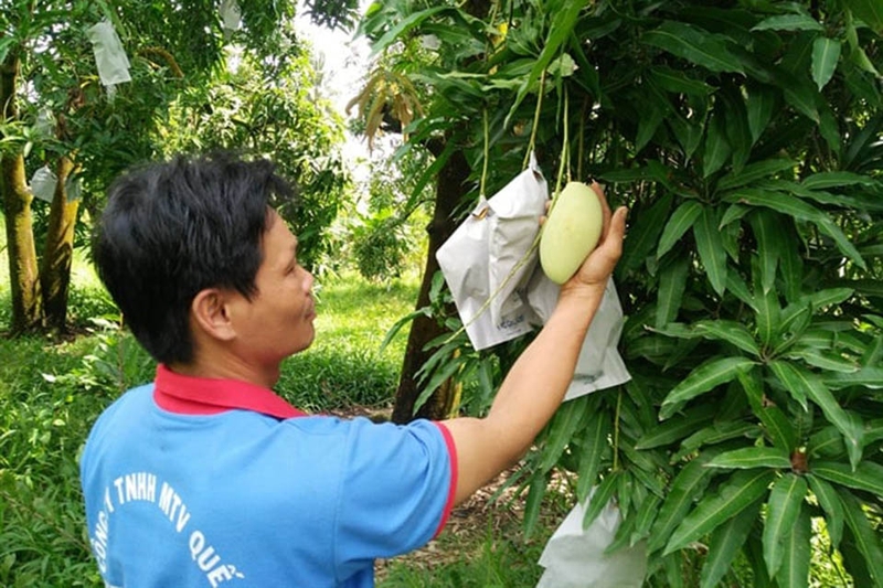 Xã Tam Bình của Vĩnh Long 3