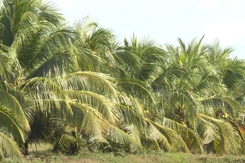 Xã Tân Hộ Cơ của Đồng Tháp 10