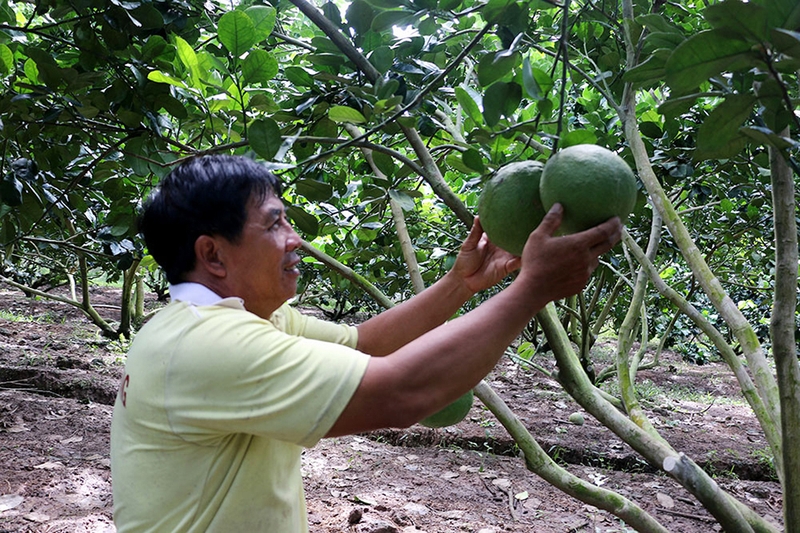 Xã Trung Thành của Vĩnh Long 5