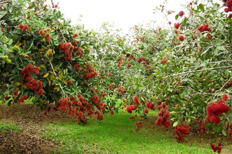 Xã Trung Thành của Vĩnh Long 8