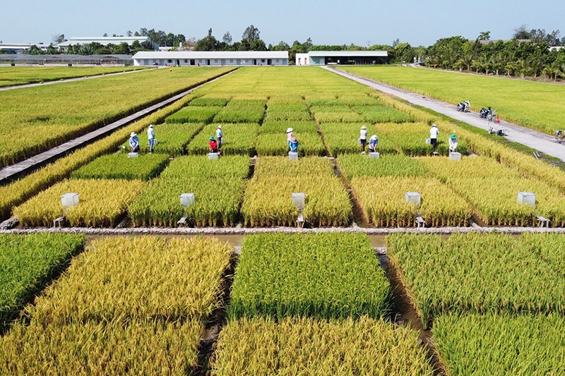 Xã Vọng Đông của An Giang 5