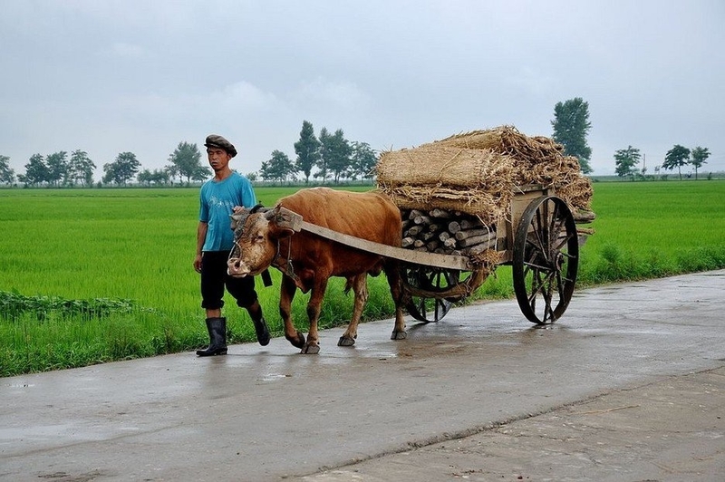 Xe thô sơ là gì 4
