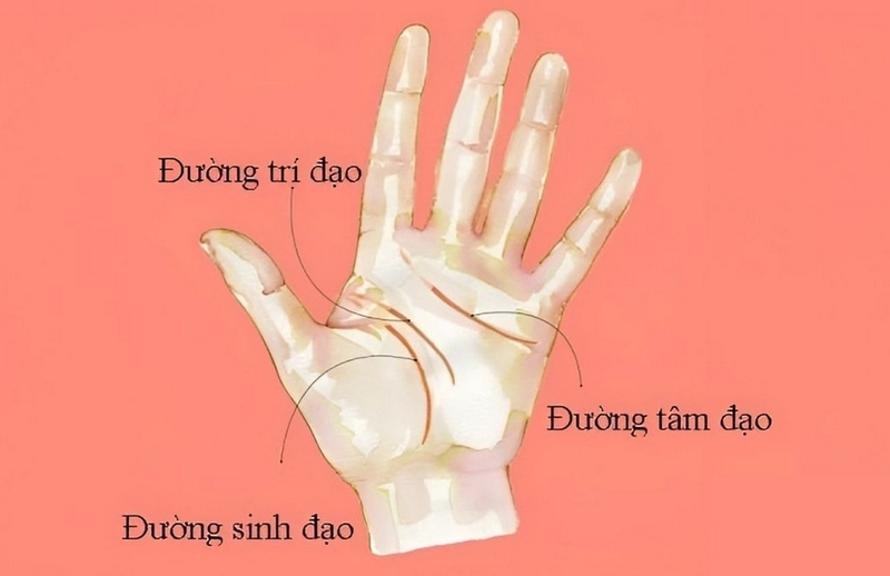 Cách xem chỉ tay nữ ảnh 2
