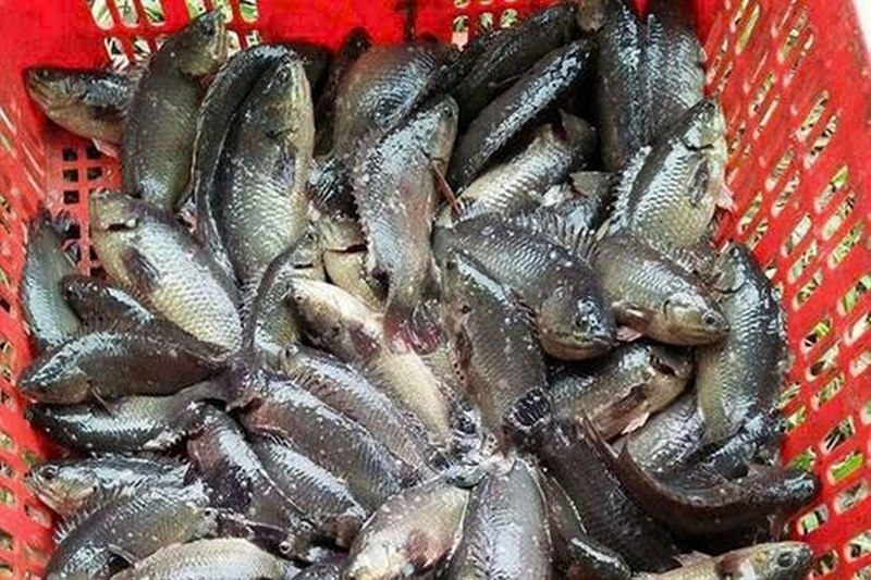 xôi cá rô đồng ảnh 2