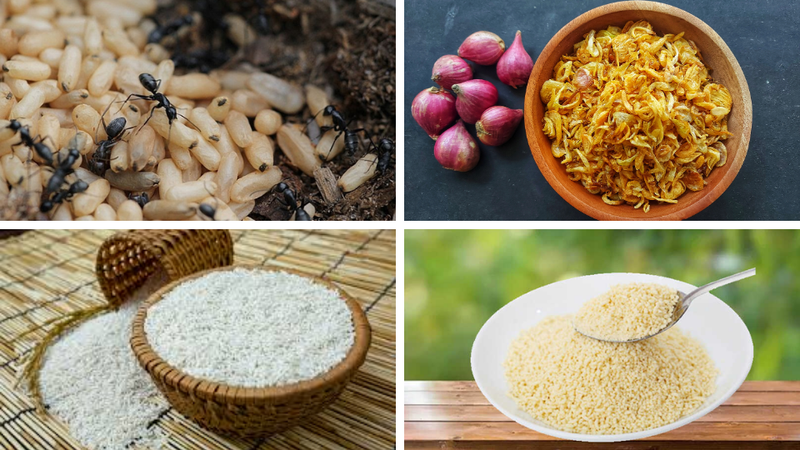 Xôi trứng kiến 2