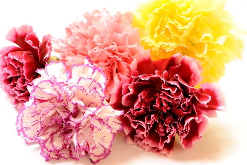 ý nghĩa hoa cẩm chướng (ảnh 2)