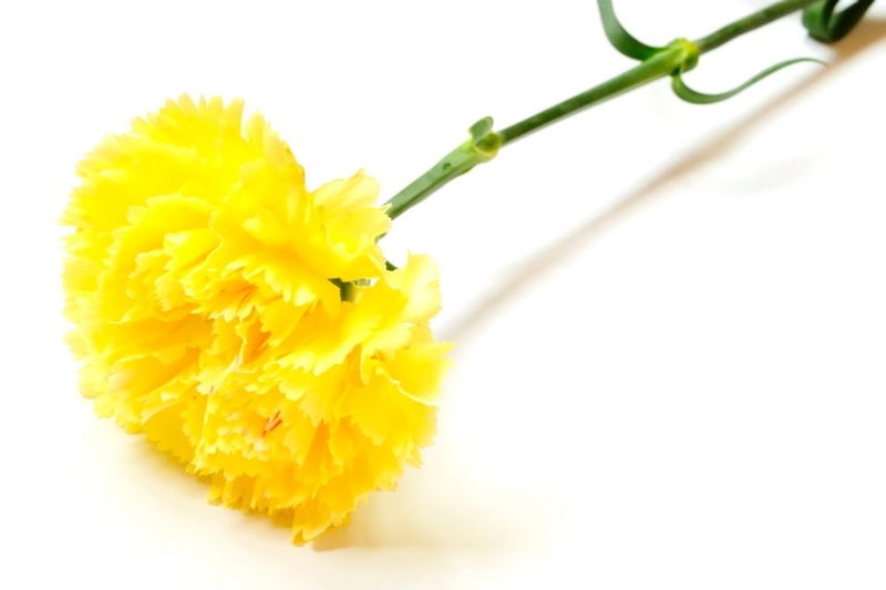 ý nghĩa hoa cẩm chướng (ảnh 5)