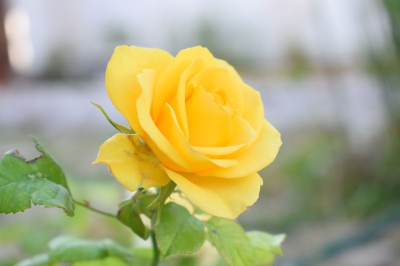 ý nghĩa hoa hồng vàng (ảnh 3)