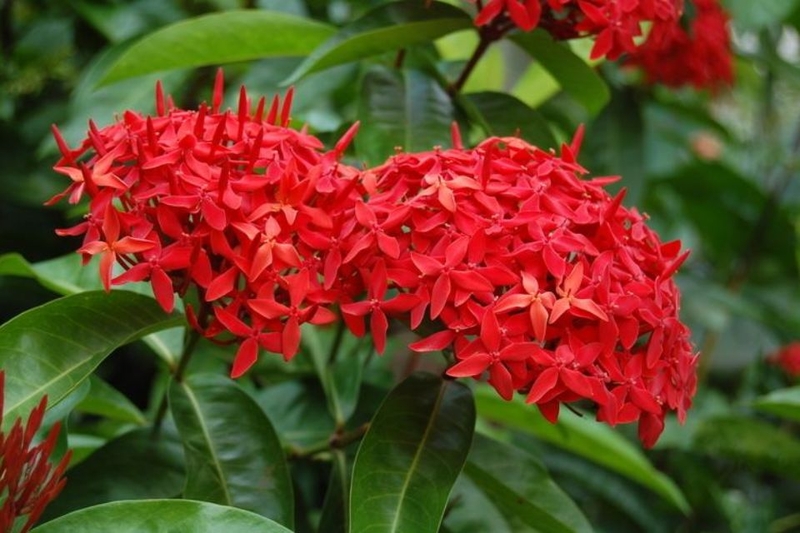 ý nghĩa hoa mẫu đơn (ảnh 3)