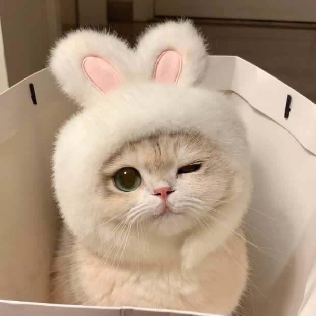 Ảnh mèo cute (30)