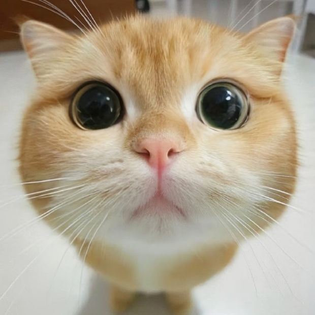 Ảnh mèo cute (32)