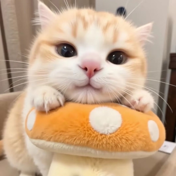 Ảnh mèo cute (34)