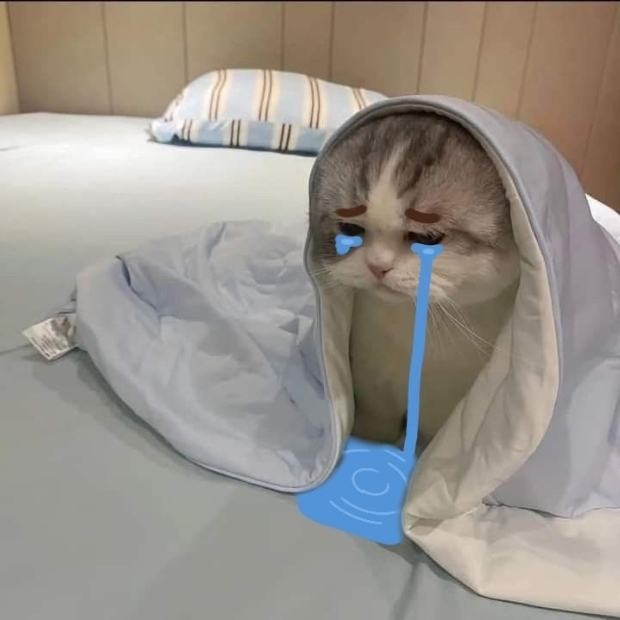 Ảnh mèo cute (37)