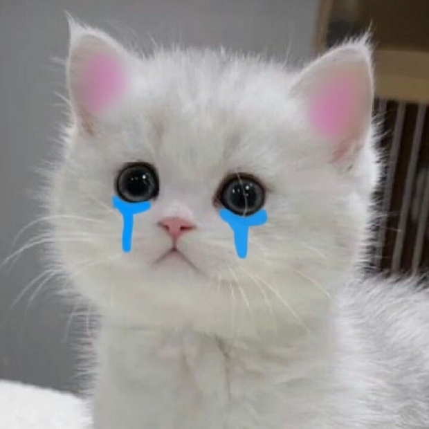 Ảnh mèo cute (38)
