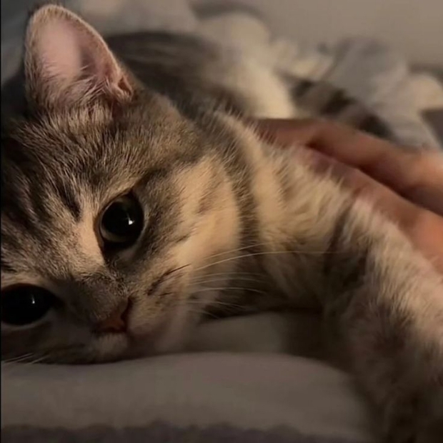 Ảnh mèo cute (41)