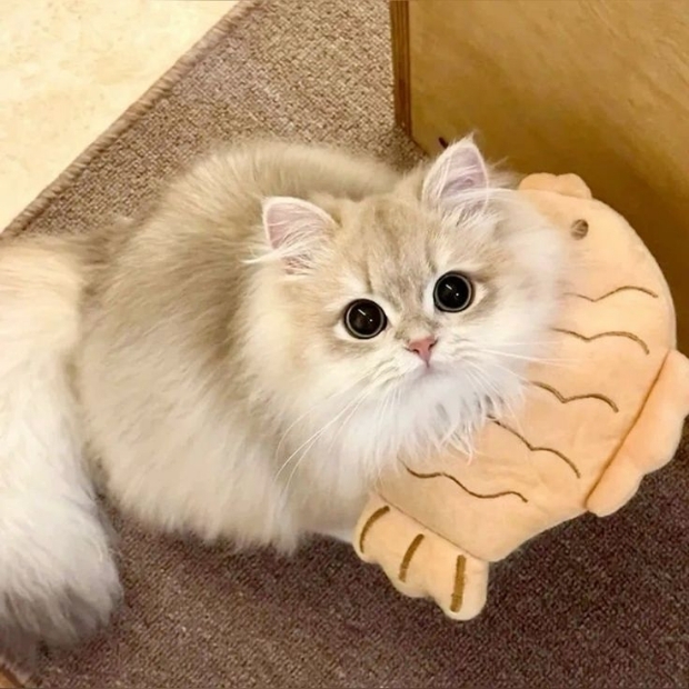 Ảnh mèo cute (42)