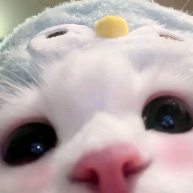 Ảnh mèo cute (44)