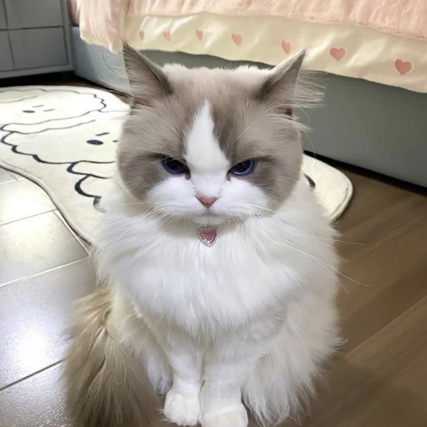 Ảnh mèo cute (49)