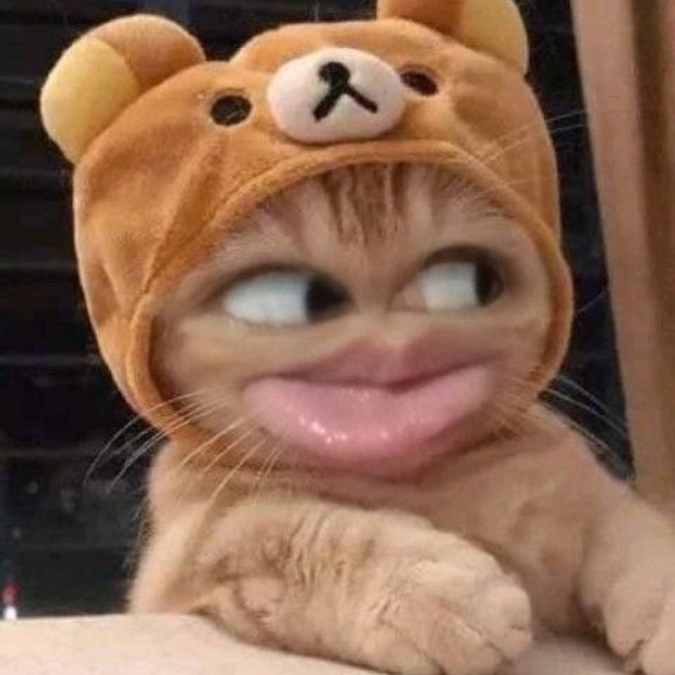 Ảnh mèo cute (52)