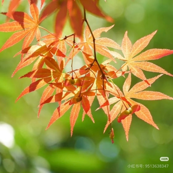 Avatar Facebook đẹp (52)