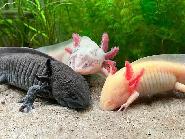Axolotl là gì 1.jfif