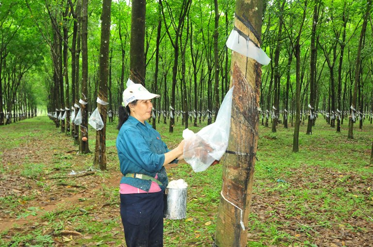 Bình Phước thuộc miền nào 1.jpg