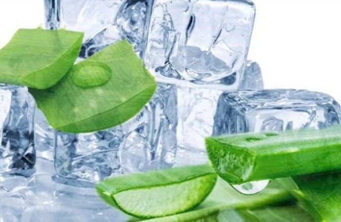 Cách bảo quản nha đam trong tủ lạnh ảnh 1