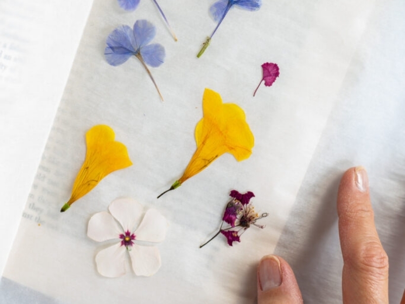 Cách ép hoa khô (5)