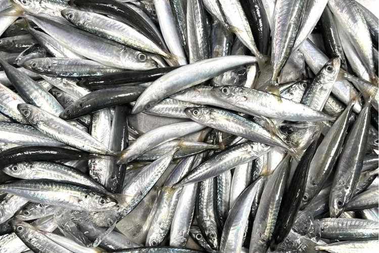 Cách làm cá nục kho thơm (2)